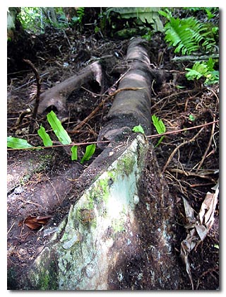 TBM Main Landing Gear on Peleliu